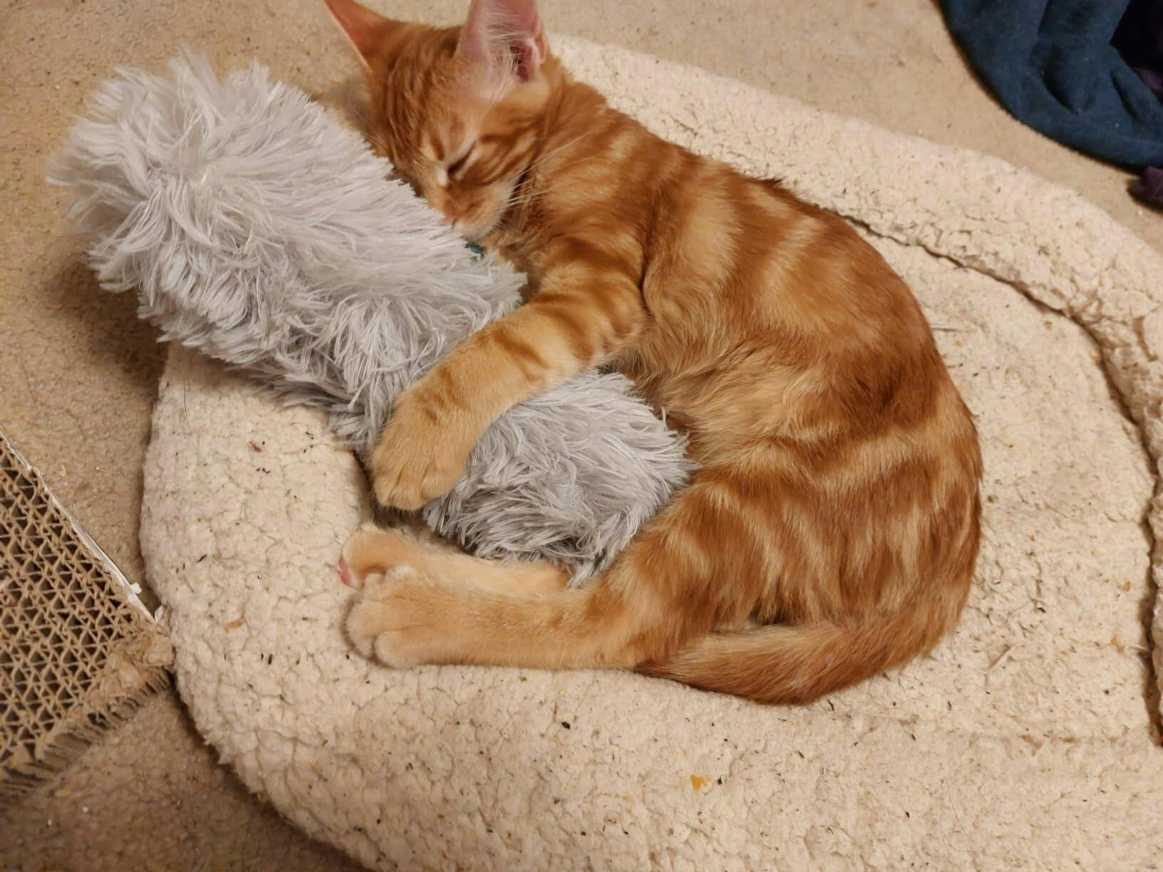 Tail Pillow Cat Toy | Plush Bite-Resistant Catnip Pillow for Play, Training, and Cuddling