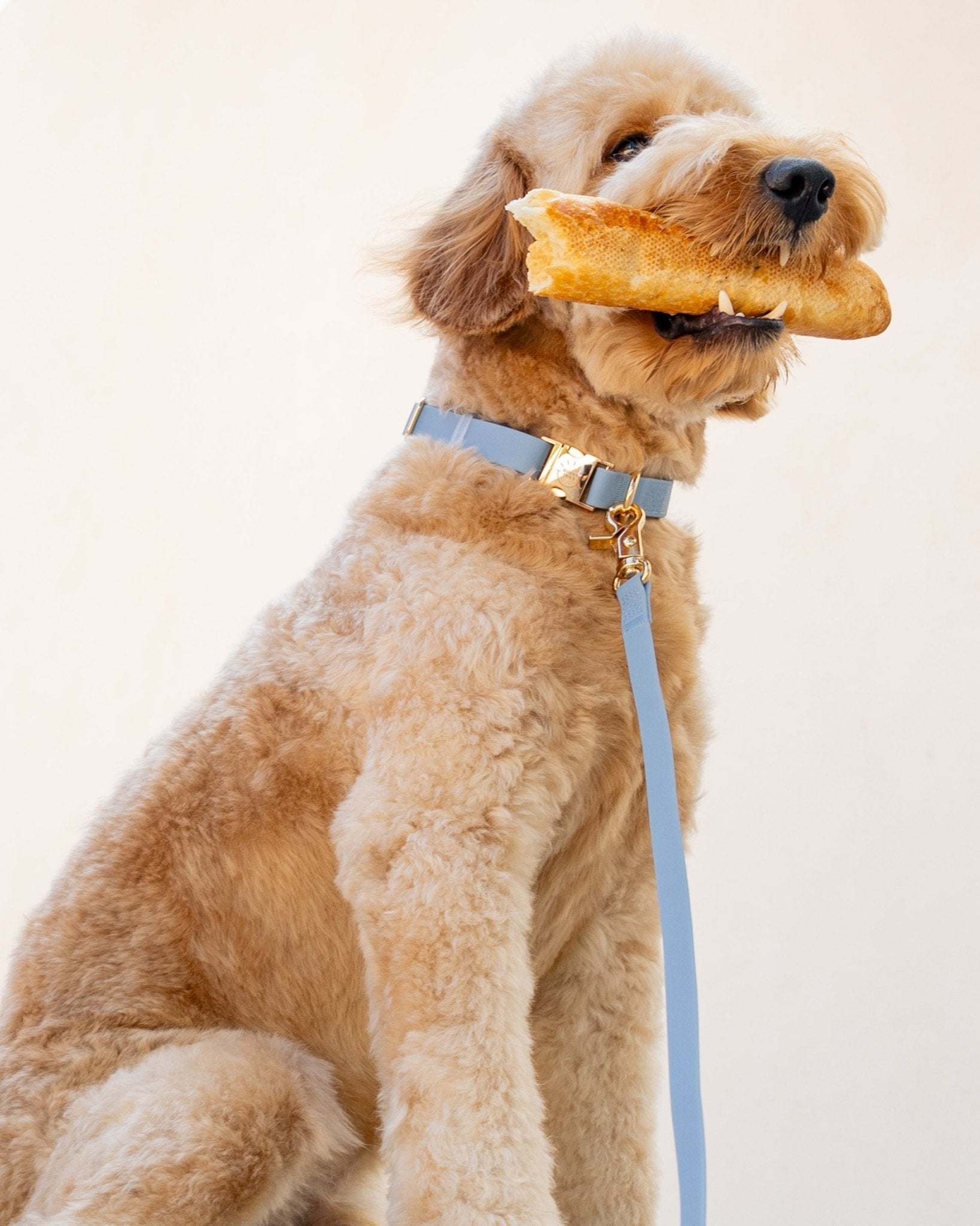 Malibu Blue Waterproof Dog Collar | Adjustable Durable Pet Collar with Rust-Resistant Buckle for Small to Large Dogs