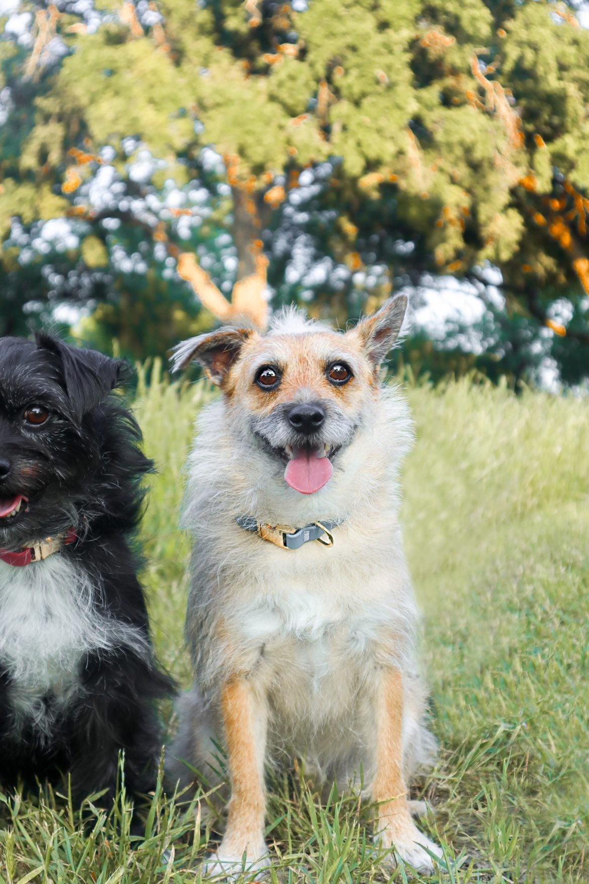 Malibu Blue Waterproof Dog Collar | Adjustable Durable Pet Collar with Rust-Resistant Buckle for Small to Large Dogs