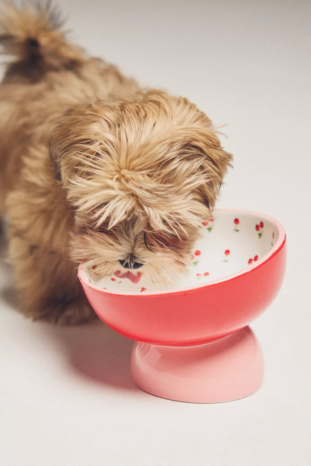 Cherry-Red Ceramic Pet Bowl | Non-Slip Dog & Cat Feeding Dish