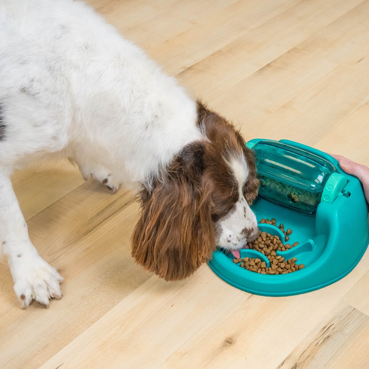 Interactive Spin N' Eat Dog Puzzle Feeder & Slow-Feed Toy, Mental Stimulation Game for Dogs, Green, One-Size, 2-Cup Capacity | Engaging Pet Activity for Anxiety Relief & Slower Eating
