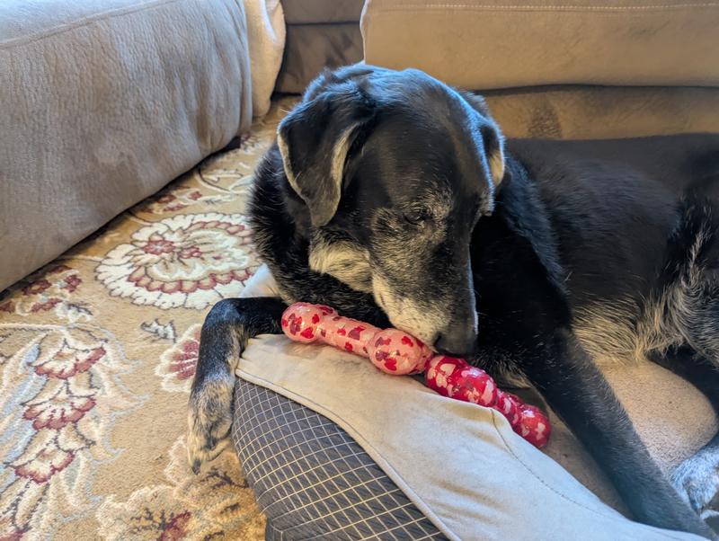 Interactive Squeaky TPR Bone Dog Toy, Medium/Large Size, 2-Pack | Bouncy, Durable Chew Toys for Dogs, Valentine’s Day Edition, Fun for Fetch & Play