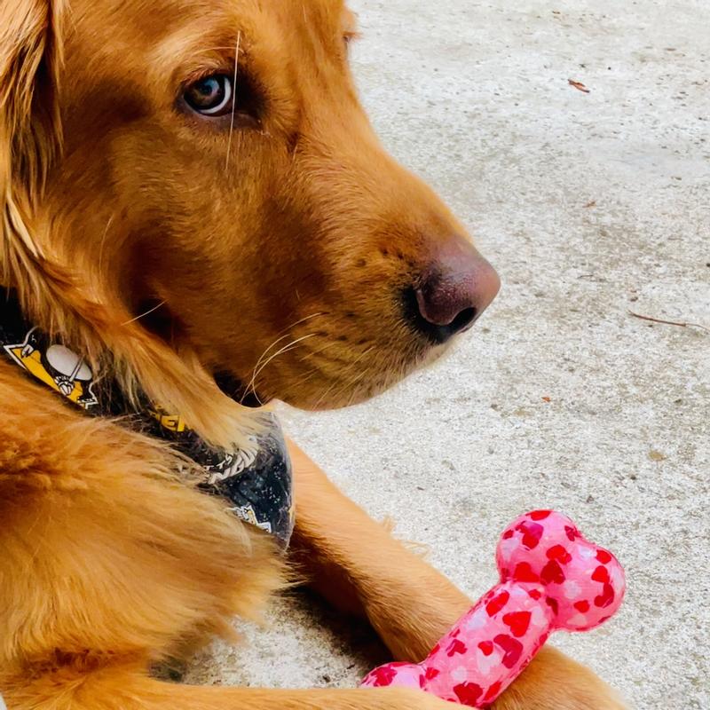 Interactive Squeaky TPR Bone Dog Toy, Medium/Large Size, 2-Pack | Bouncy, Durable Chew Toys for Dogs, Valentine’s Day Edition, Fun for Fetch & Play