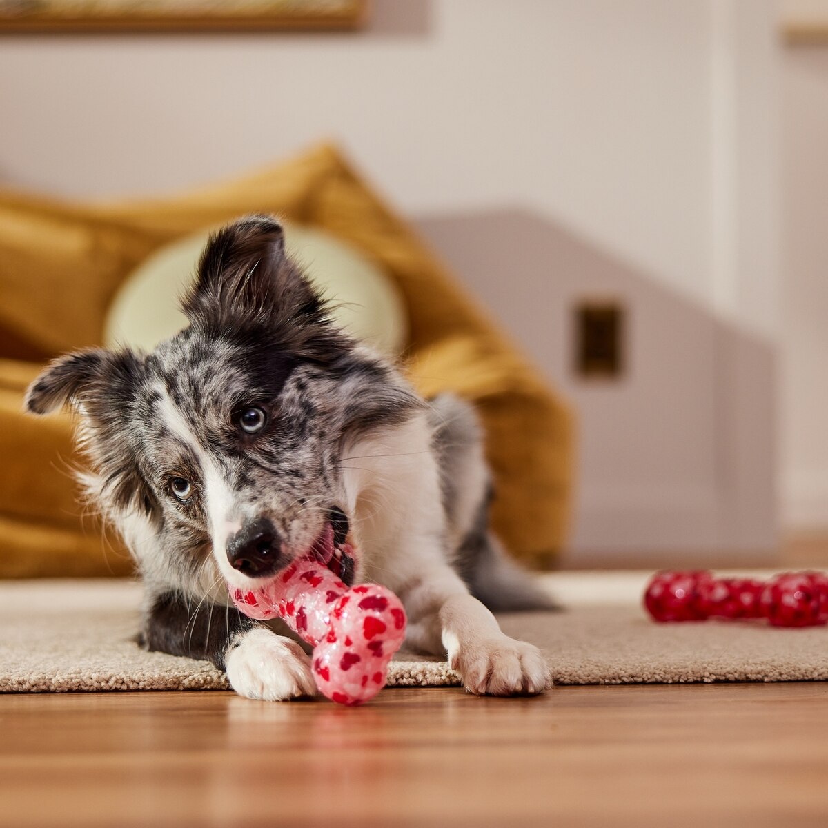 Interactive Squeaky TPR Bone Dog Toy, Medium/Large Size, 2-Pack | Bouncy, Durable Chew Toys for Dogs, Valentine’s Day Edition, Fun for Fetch & Play