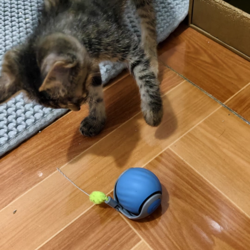 Interactive Speedy Tail Cat Toy | Motion Activated Rechargeable Toy with Dual Speed Modes for Cats