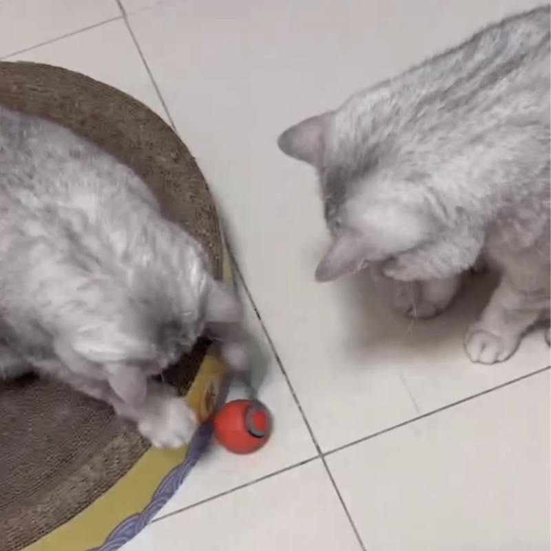 Interactive Speedy Tail Cat Toy | Motion Activated Rechargeable Toy with Dual Speed Modes for Cats